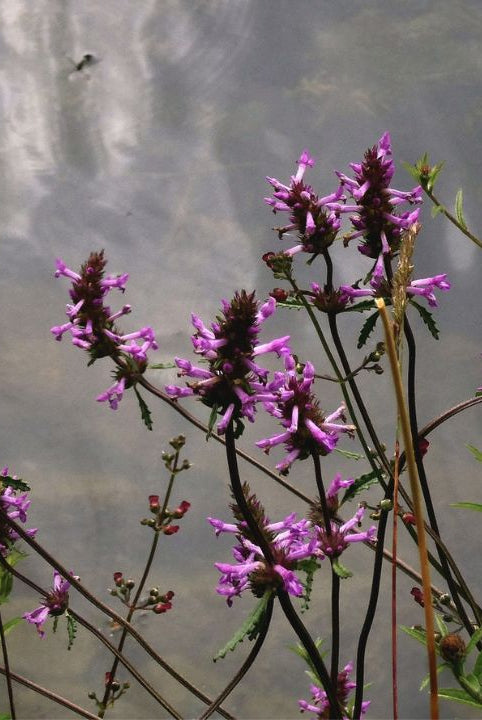 "british wild flower seeds, british wildflower seeds, uk wildflower seeds, butter, homemade butter, make butter, making butter, butter recipe, betony"