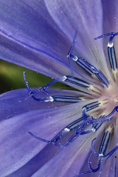 british wild flower seeds, british wildflower seeds, uk wildflower seeds, salad, salad recipe, salad recipes, edible flowers, salad ideas, walnut salad, chicory