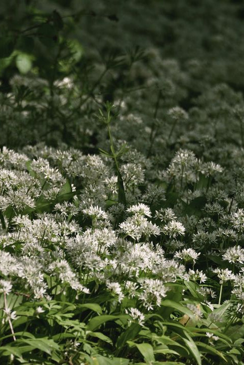 "british wild flower seeds, british wildflower seeds, uk wildflower seeds, pesto, recipe pesto, pesto recipe, wild garlic”