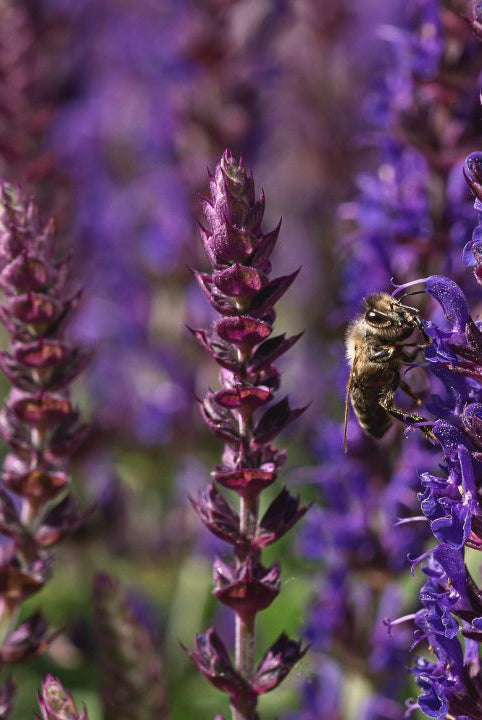 british wild flower seeds, british wildflower seeds, uk wildflower seeds, honey, honey recipe, flower honey, sage