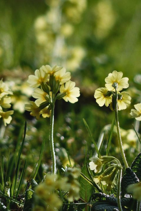Cowslip Cordial - A Wild Kitchen Manifesto