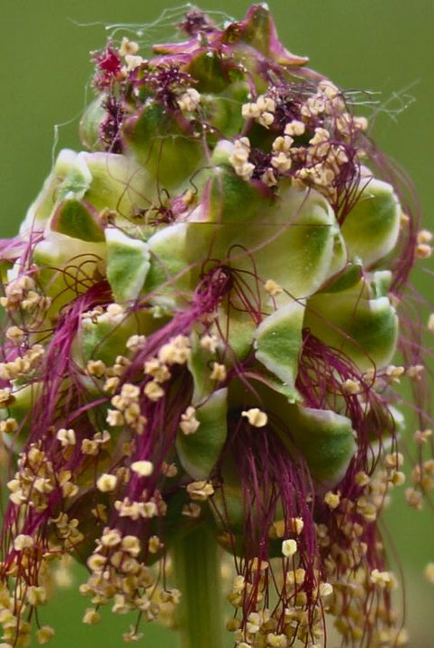 "british wild flower seeds, british wildflower seeds, uk wildflower seeds, butter, homemade butter, make butter, making butter, butter recipe, salad burnet"