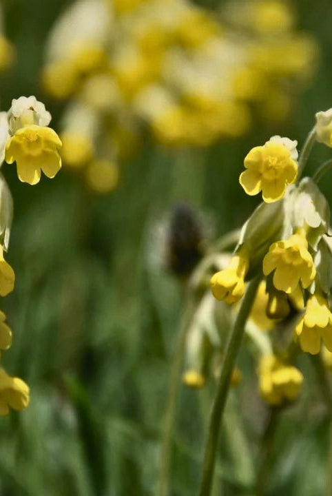 “british wild flower seeds, british wildflower seeds, uk wildflower seeds, growing wildflowers, plant wildflower seeds, planting wildflower seeds, cowslip”