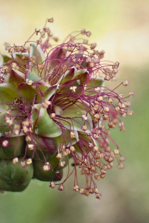 "british wild flower seeds, british wildflower seeds, uk wildflower seeds, salad, salad recipe, salad recipes, edible flowers, salad ideas, herb salad, salad burnet”