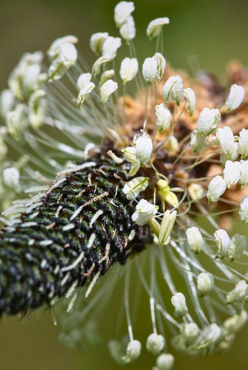 british wild flower seeds, british wildflower seeds, uk wildflower seeds, soup, soup recipe, soup recipes, ribwort plantain