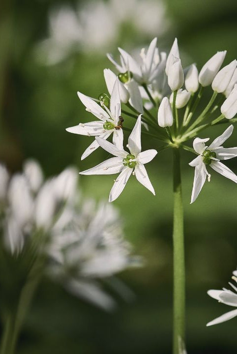 "british wild flower seeds, british wildflower seeds, uk wildflower seeds, butter, homemade butter, make butter, making butter, butter recipe, wild garlic"
