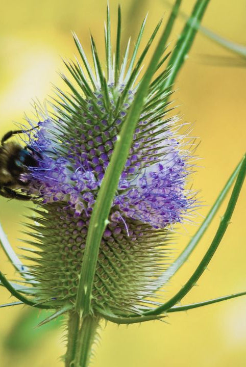 british wild flower seeds, british wildflower seeds, uk wildflower seeds, honey, honey recipe, flower honey, teasel