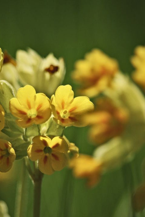 "british wild flower seeds, british wildflower seeds, uk wildflower seeds, jelly, recipe jelly, jelly recipe recipe, cowslip”