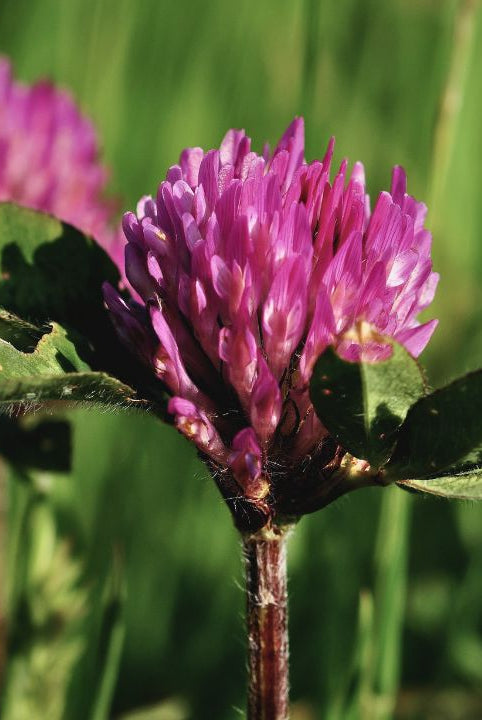 Red Clover & Mint Iced Tea - A Wild Kitchen Manifesto