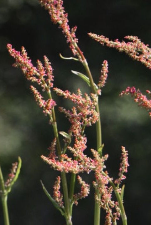 "british wild flower seeds, british wildflower seeds, uk wildflower seeds, salad, salad recipe, salad recipes, edible flowers, salad ideas, strawberry salad, sorrel”