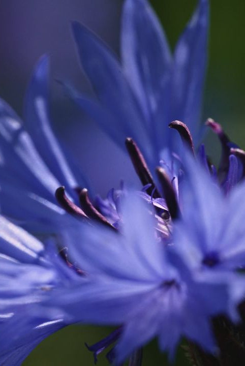 "british wild flower seeds, british wildflower seeds, uk wildflower seeds, salad, salad recipe, salad recipes, edible flowers, salad ideas, Couscous Salad, cornflower”