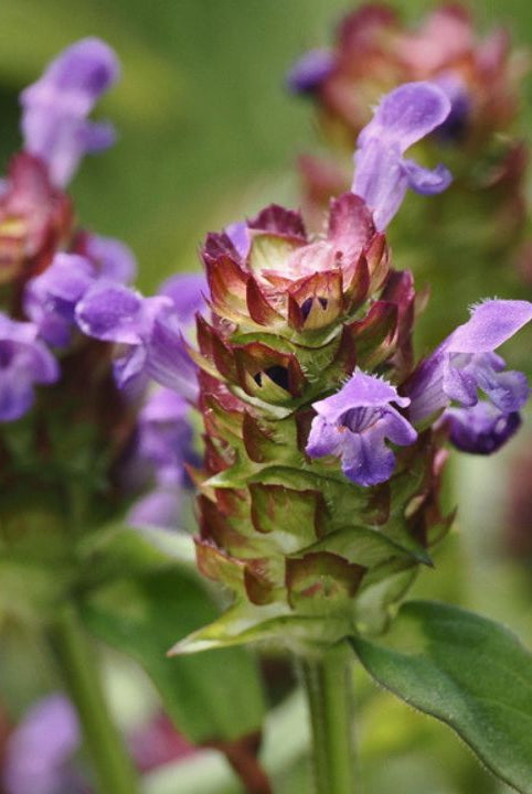 Self Heal & Lemon Tea - A Wild Kitchen Manifesto