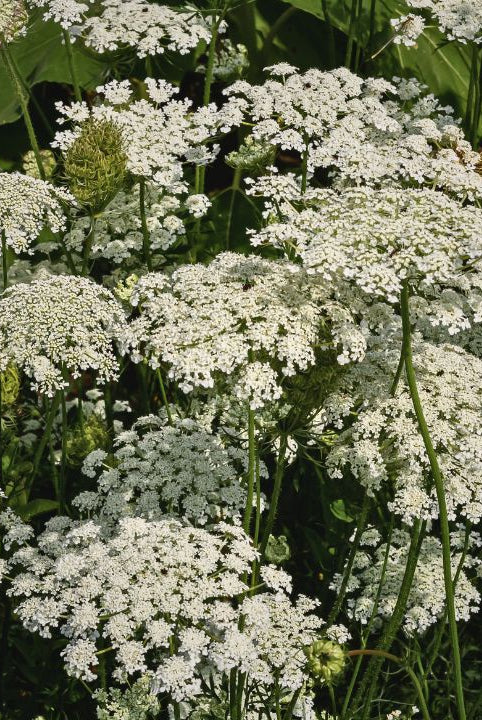"british wild flower seeds, british wildflower seeds, uk wildflower seeds, tempura, tempura batter, tempura recipe, wild carrot"