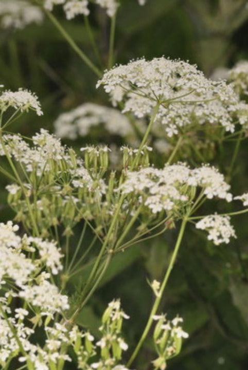 "british wild flower seeds, british wildflower seeds, uk wildflower seeds, pesto, recipe pesto, pesto recipe, cow parsley”