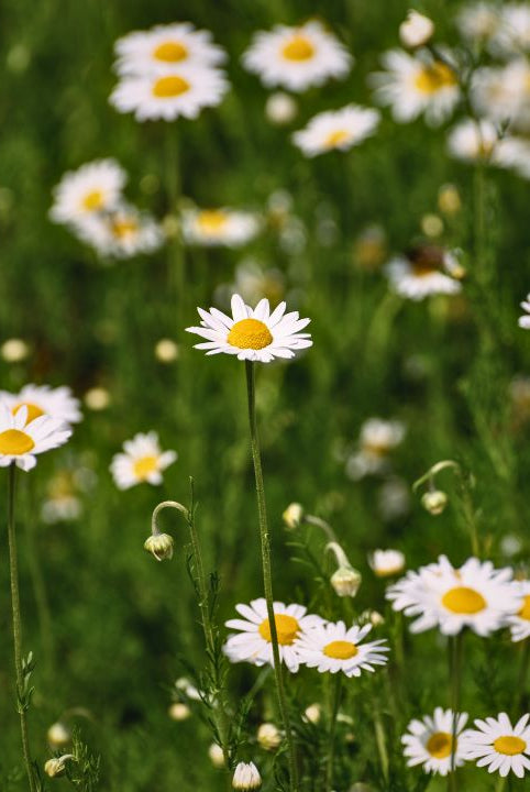 "british wild flower seeds, british wildflower seeds, uk wildflower seeds, salad, salad recipe, salad recipes, edible flowers, salad ideas, corn chamomile, chamomile”