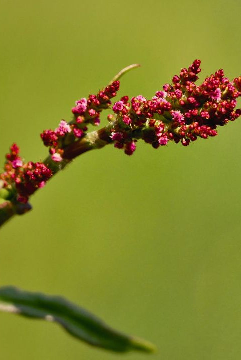 "british wild flower seeds, british wildflower seeds, uk wildflower seeds, pesto, recipe pesto, pesto recipe, common sorrel”