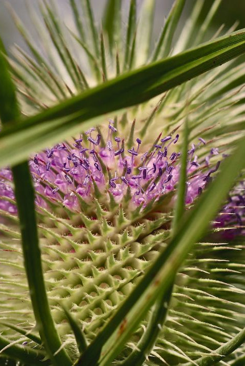 british wild flower seeds, british wildflower seeds, uk wildflower seeds, lemonade, lemonade recipe, homemade lemonade, teasel