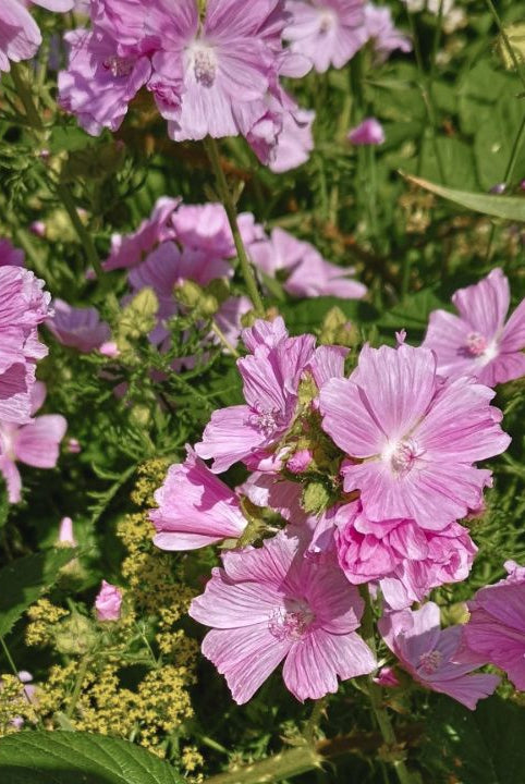 "british wild flower seeds, british wildflower seeds, uk wildflower seeds, salad, salad recipe, salad recipes, edible flowers, salad ideas, fruit salad, musk mallow”