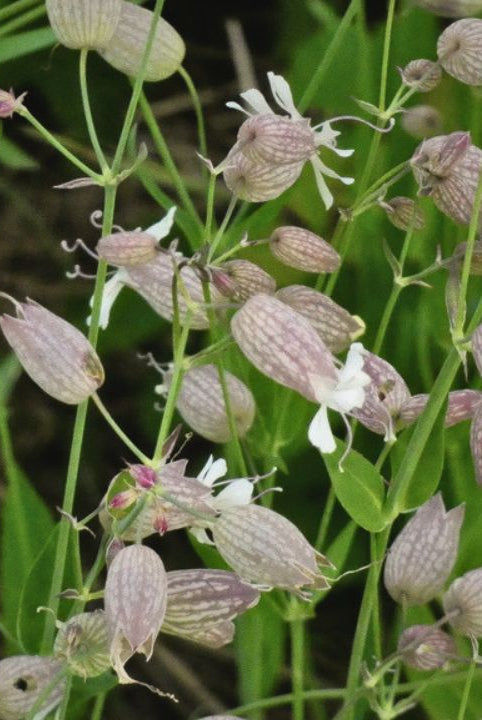"british wild flower seeds, british wildflower seeds, uk wildflower seeds, pesto, recipe pesto, pesto recipe, bladder campion”