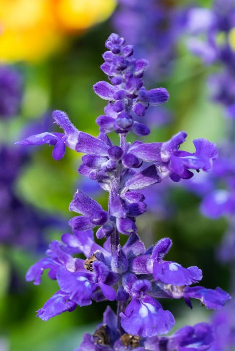 "british wild flower seeds, british wildflower seeds, uk wildflower seeds, tempura, tempura batter, tempura recipe, sage"
