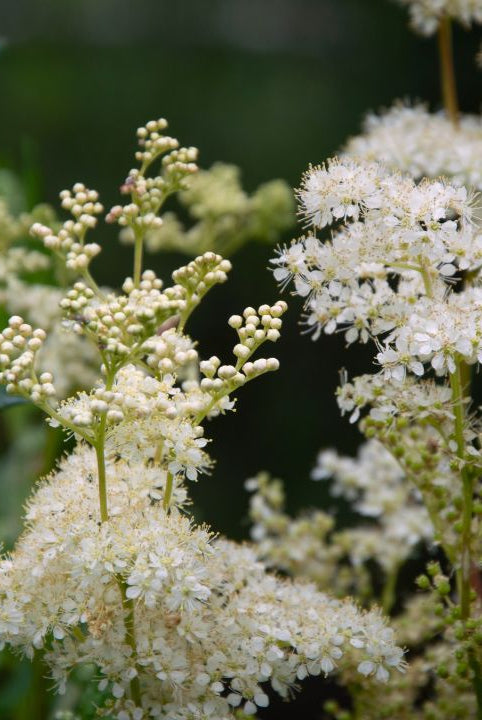 Meadowsweet Cordial - A Wild Kitchen Manifesto
