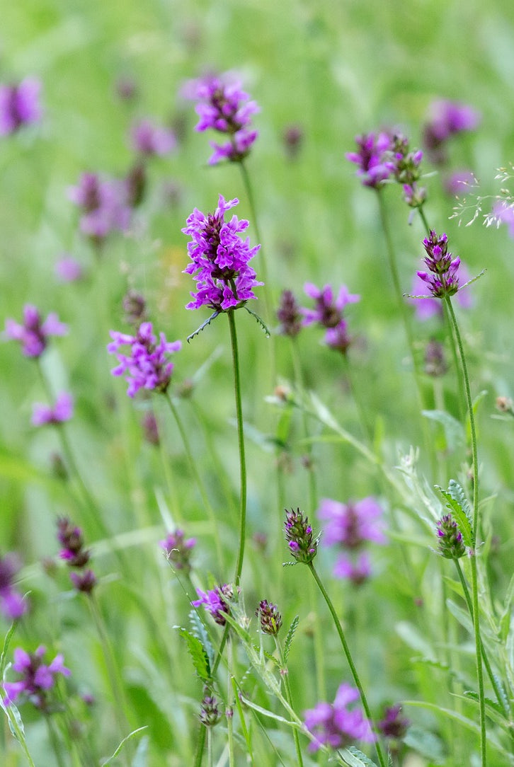 Planting Betony: A Guide to Growing This Medicinal and Ornamental Herb in Your Garden