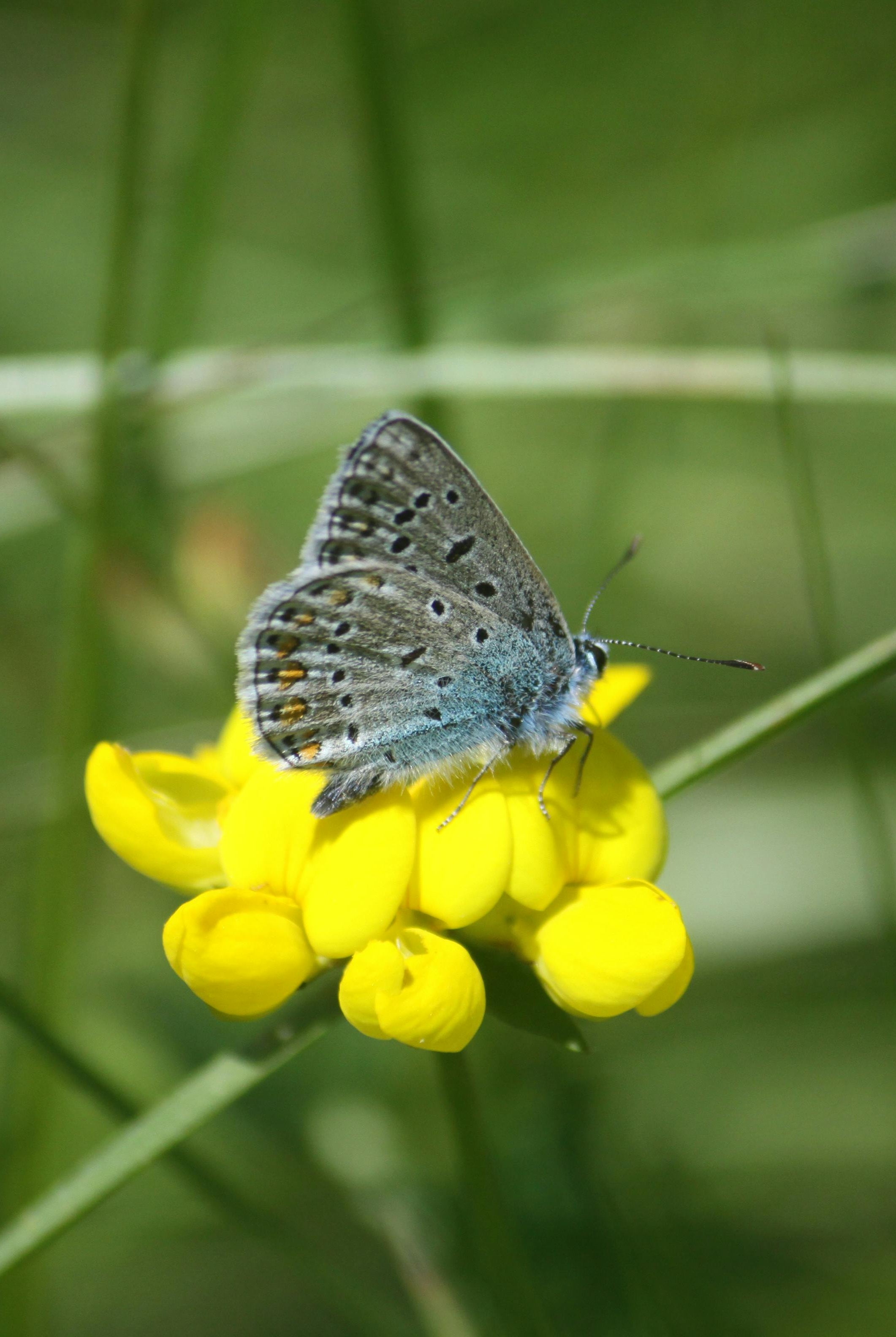 Planting Bird’s-Foot Trefoil: A Complete Guide to Vibrant Blooms and Ecological Garden Benefit