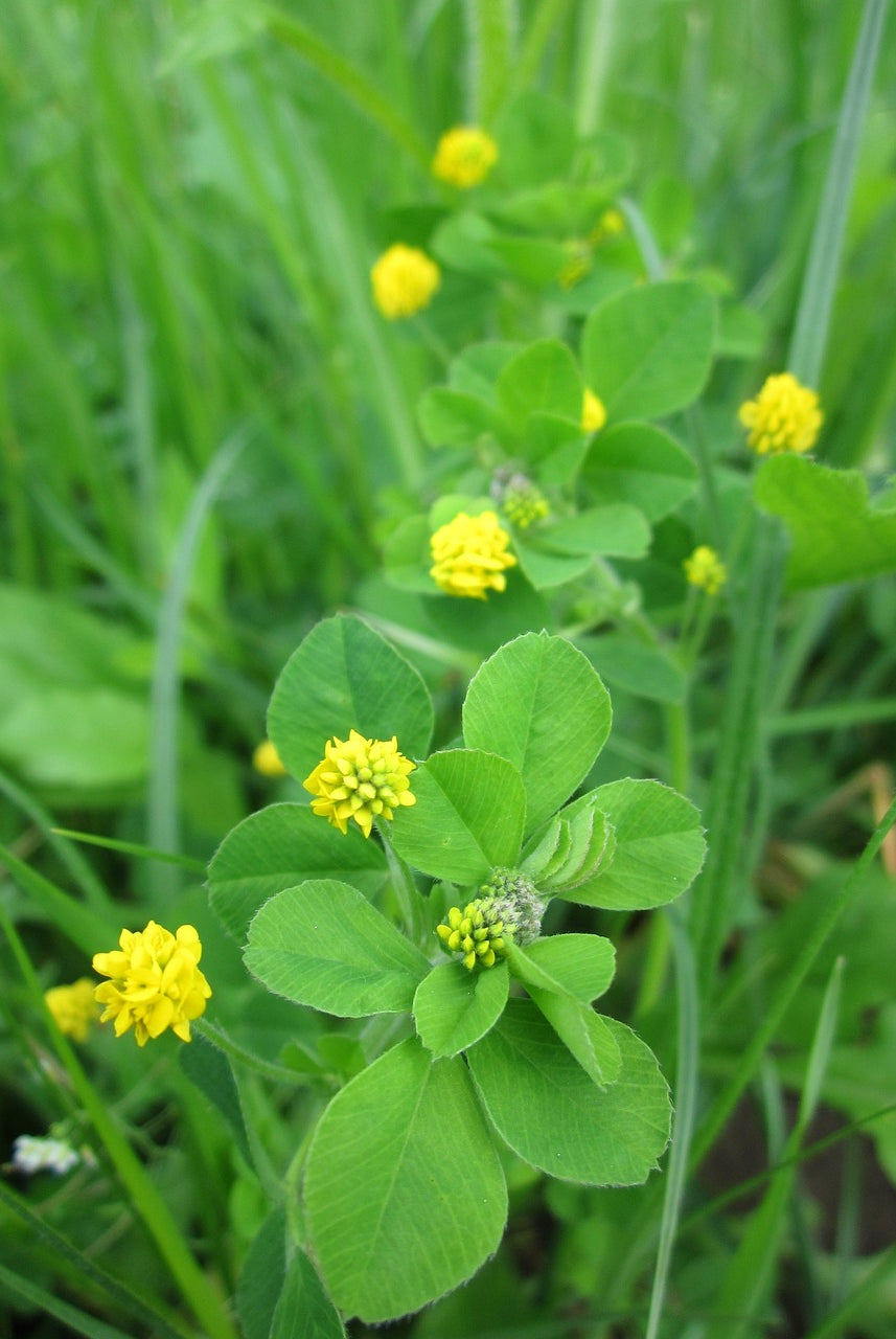 Essential Tips for Planting and Growing Black Medick in Your Garden