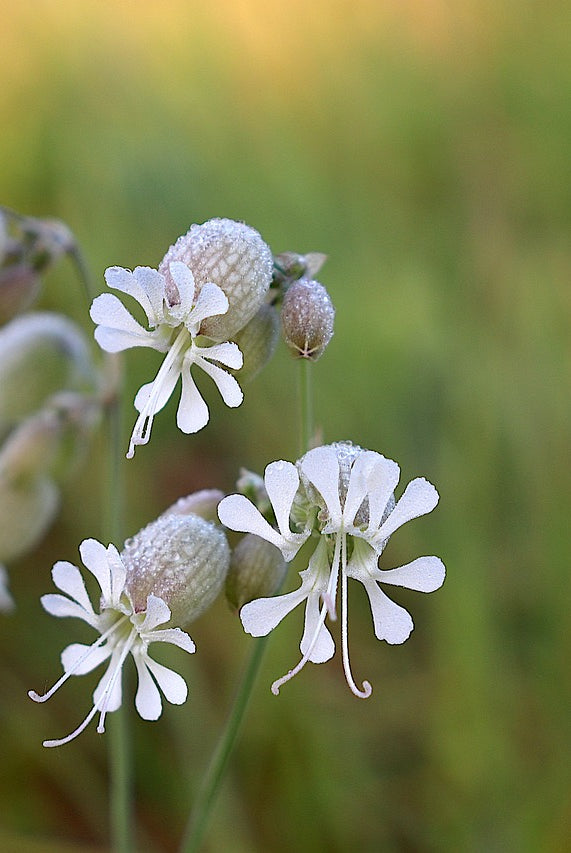 How to Successfully Plant and Grow Bladder Campion in Your Garden