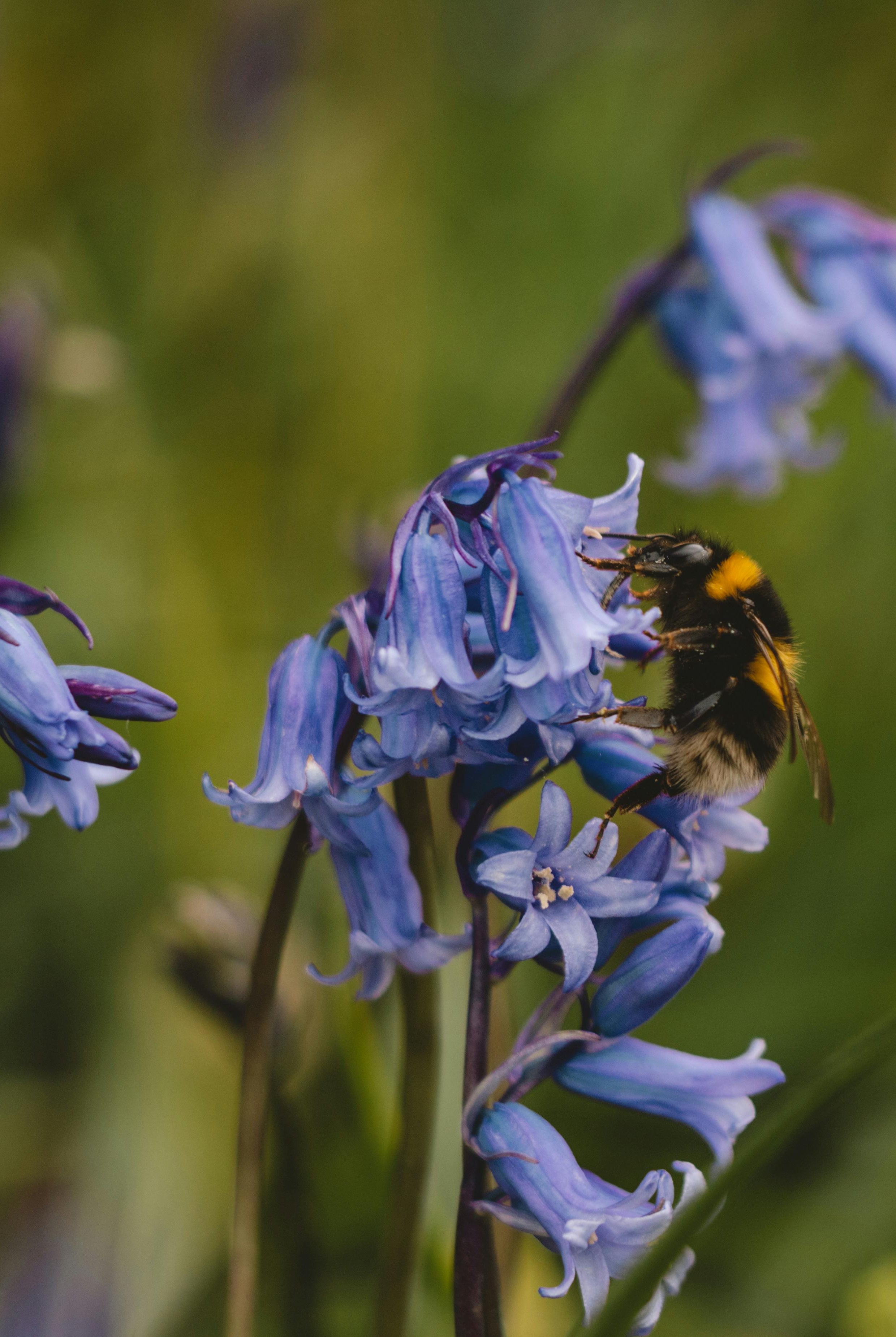 How to Plant Bluebell Seeds: A Guide to Growing These Enchanting Woodland Flowers