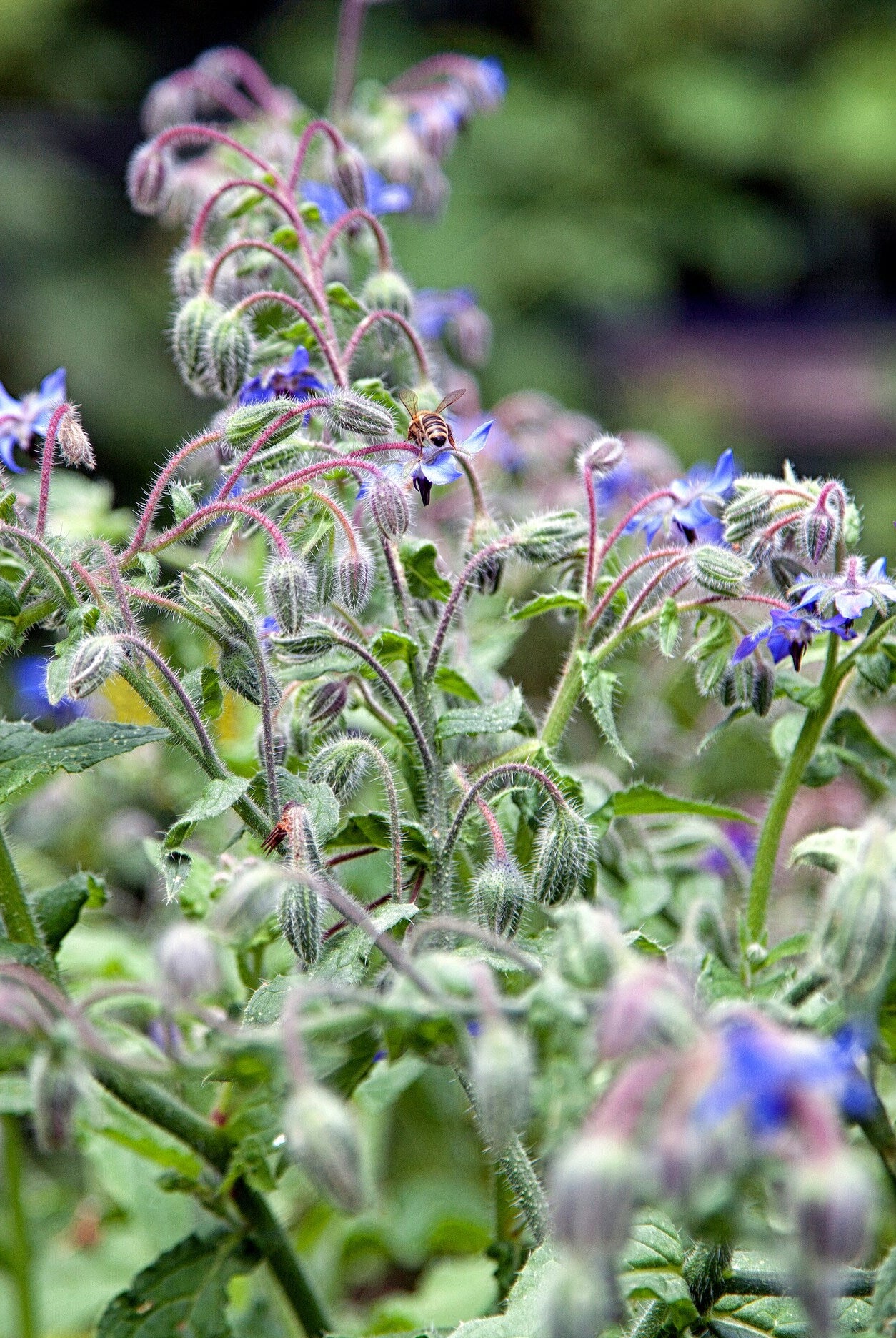 Growing Borage: A Guide to Planting and Benefits