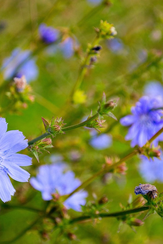 Essential Guide to Planting and Growing Chicory for a Healthy and Vibrant Garden