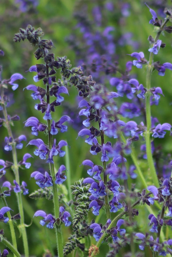 Growing and Caring for Common Sage: The Ultimate Herb Garden Guide
