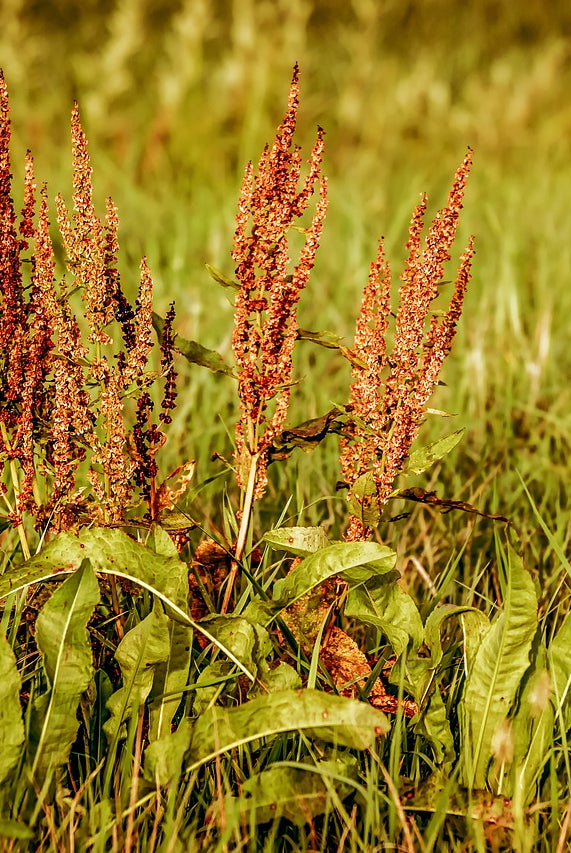 Ultimate Guide to Planting and Growing Common Sorrel for a Flourishing Garden
