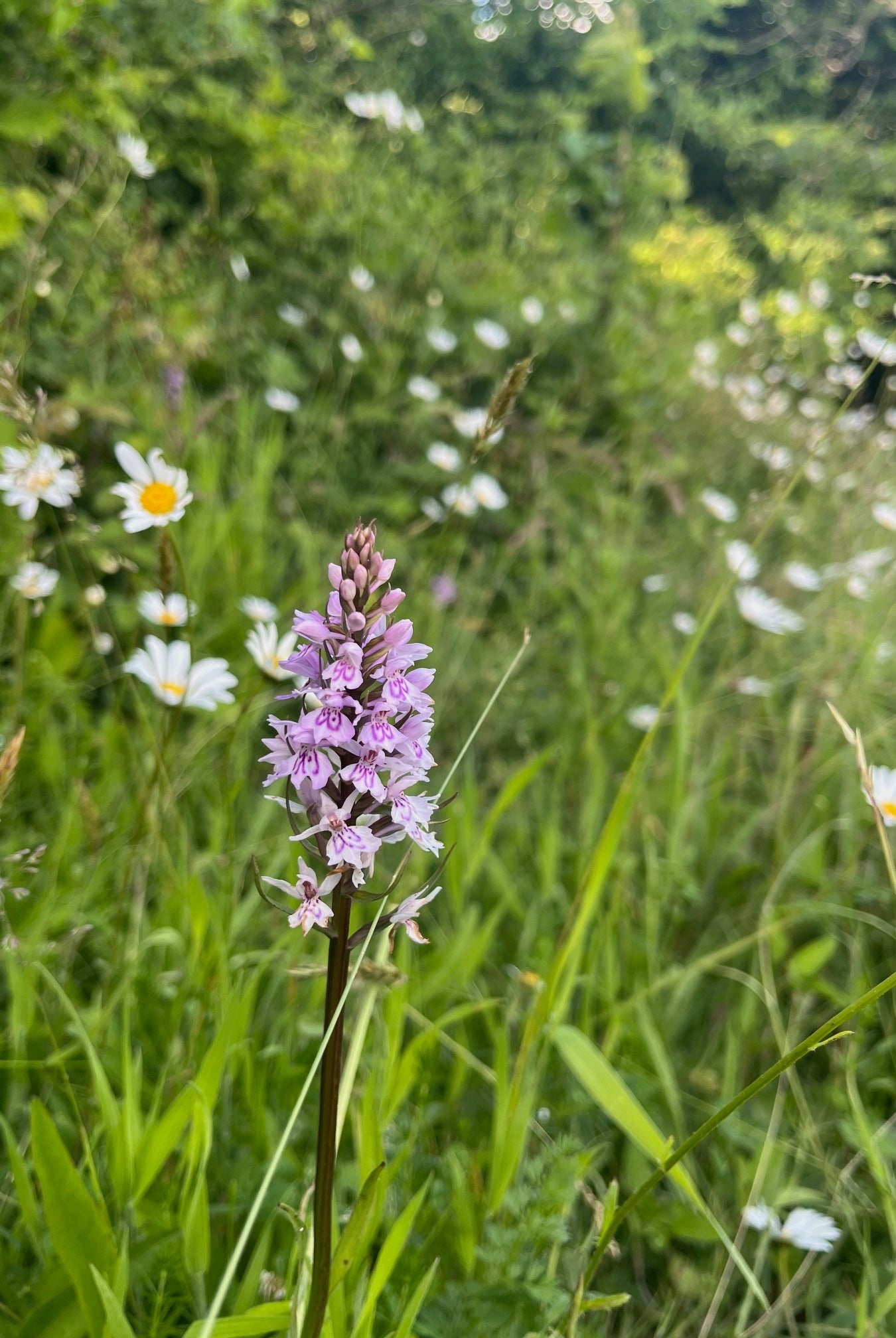 A Comprehensive Guide To Planting Common Spotted Orchids: A True Native Beauty.