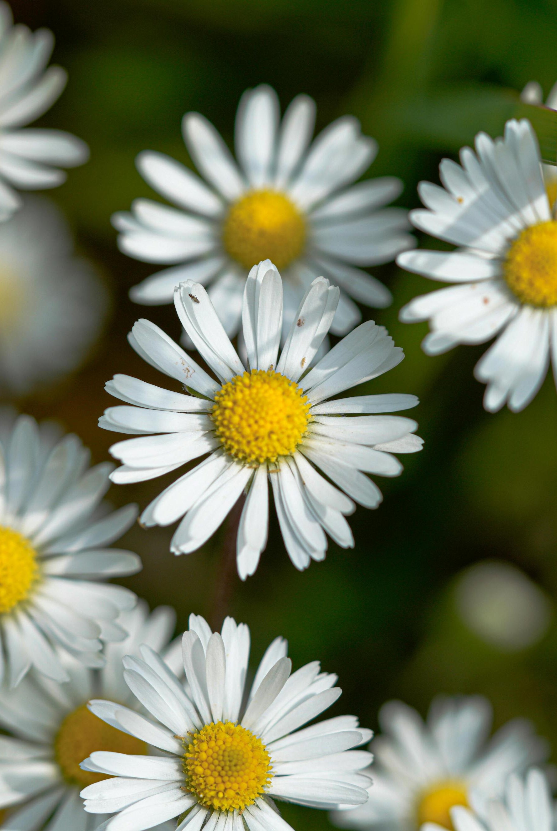 How to Successfully Sow Corn Chamomile: A Comprehensive Guide for Beautiful Blooms