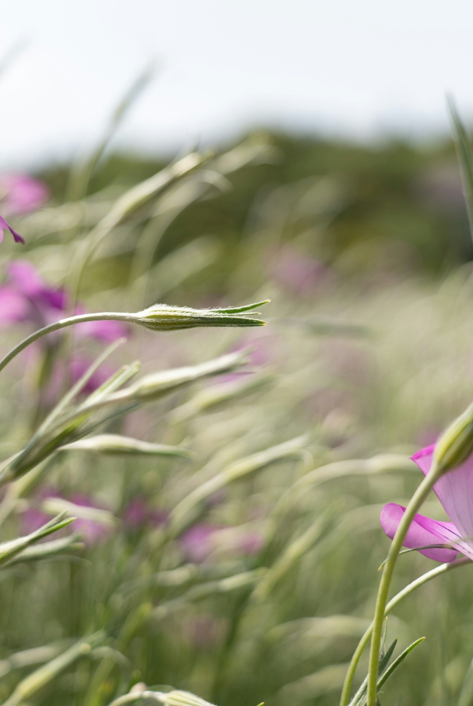 Planting Corncockle: A Simple Guide to Growing Beautiful Wildflowers