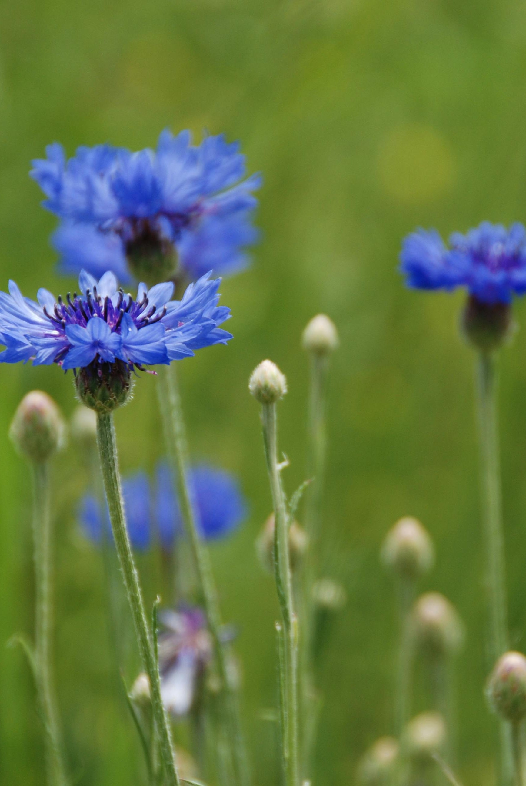 How to Plant Cornflowers: A Guide to Growing Vibrant Blooms in Your Garden