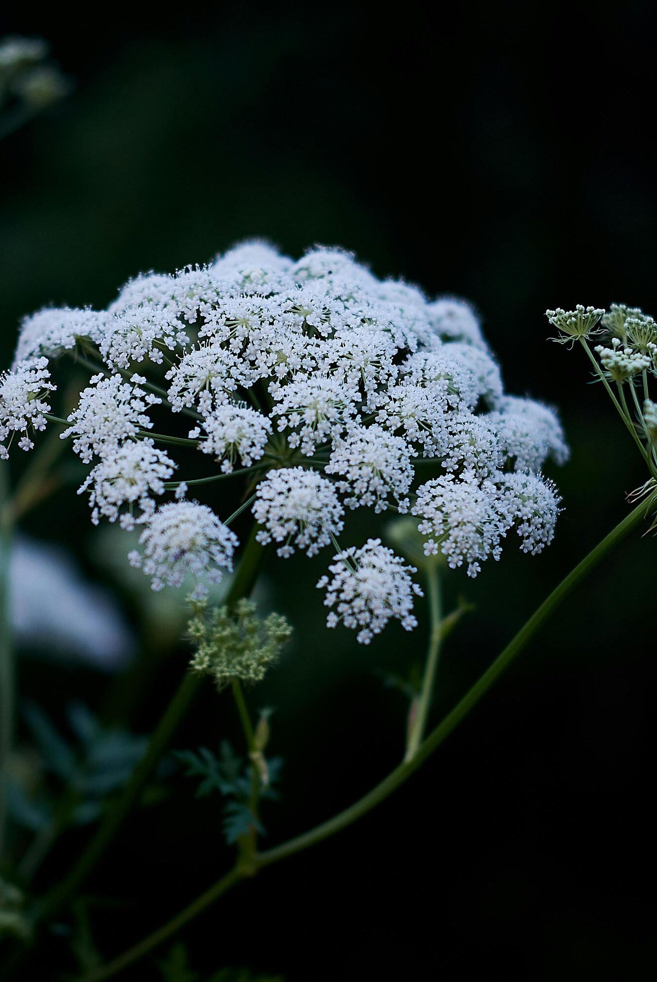 How to Plant and Grow Cow Parsley: A Detailed Guide for a Beautiful Wildflower Garden