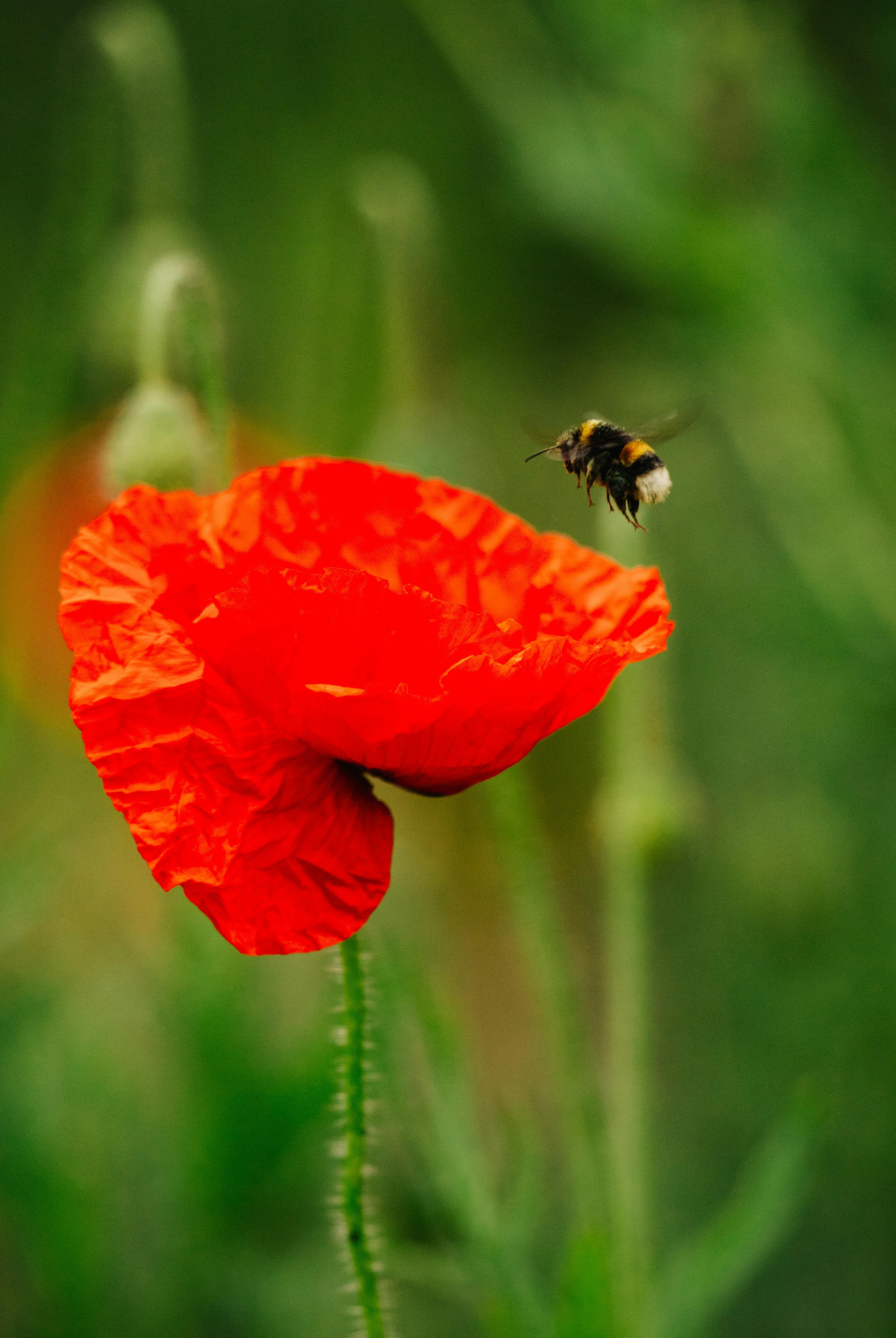 A Complete Guide to Planting Field Poppies in Your Garden
