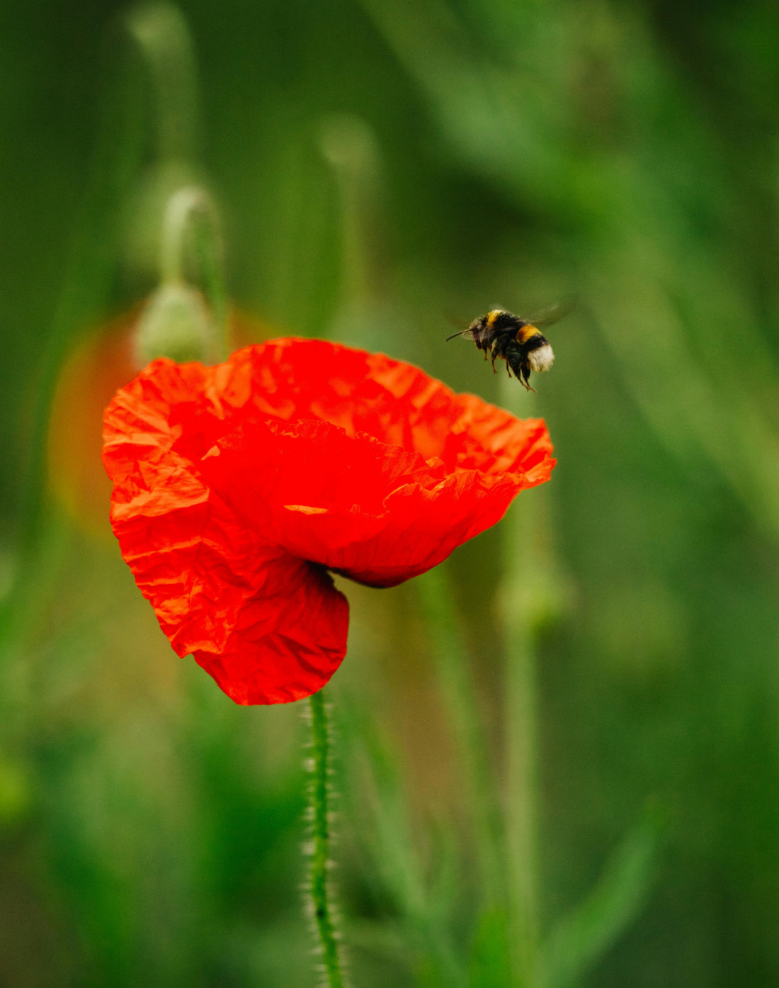 A Complete Guide to Planting Field Poppies in Your Garden