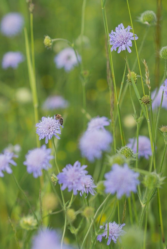 How to Plant and Care for Field Scabious: A Complete Gardening Guide