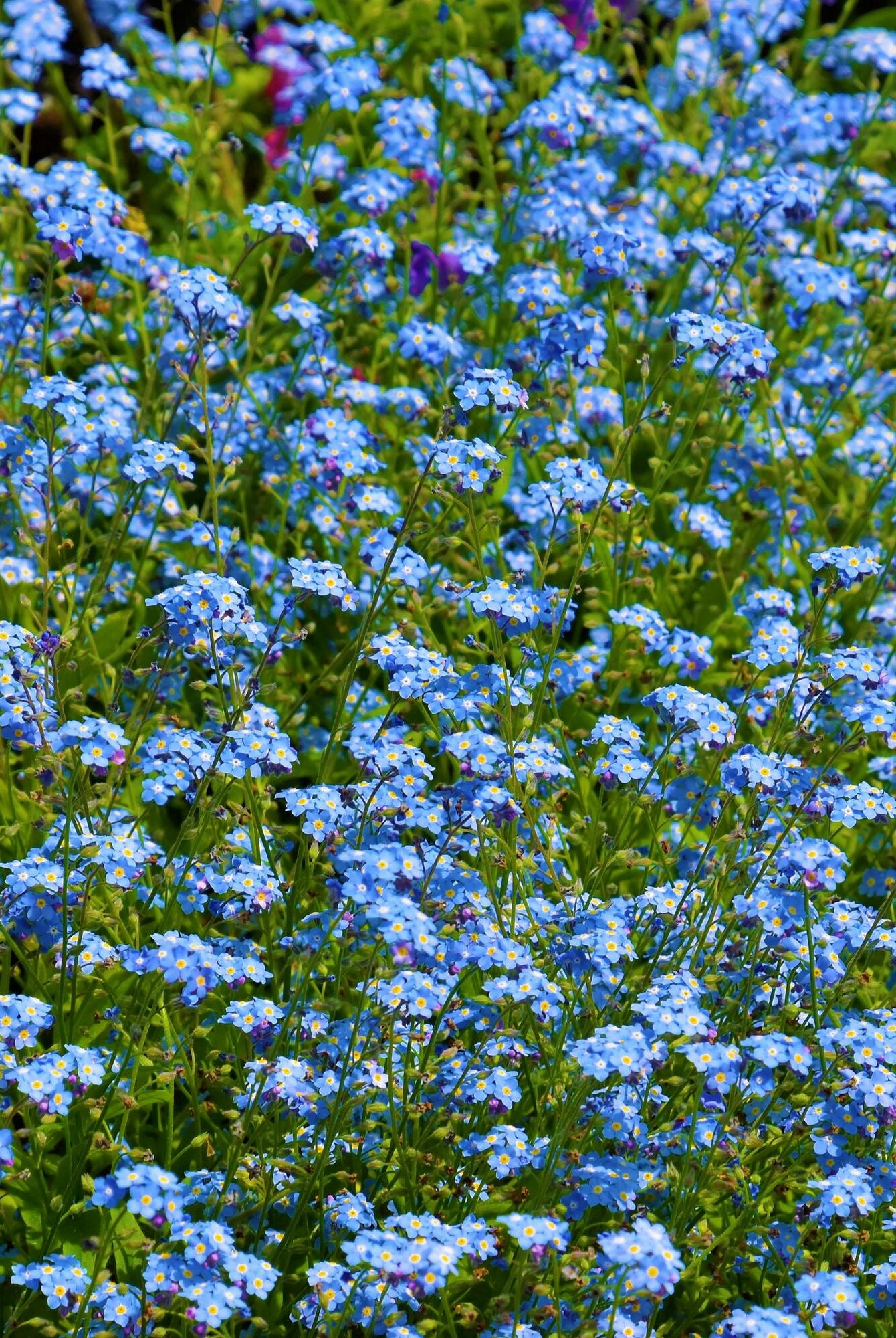 Growing Forget-Me-Nots: A Comprehensive Guide to Planting and Care