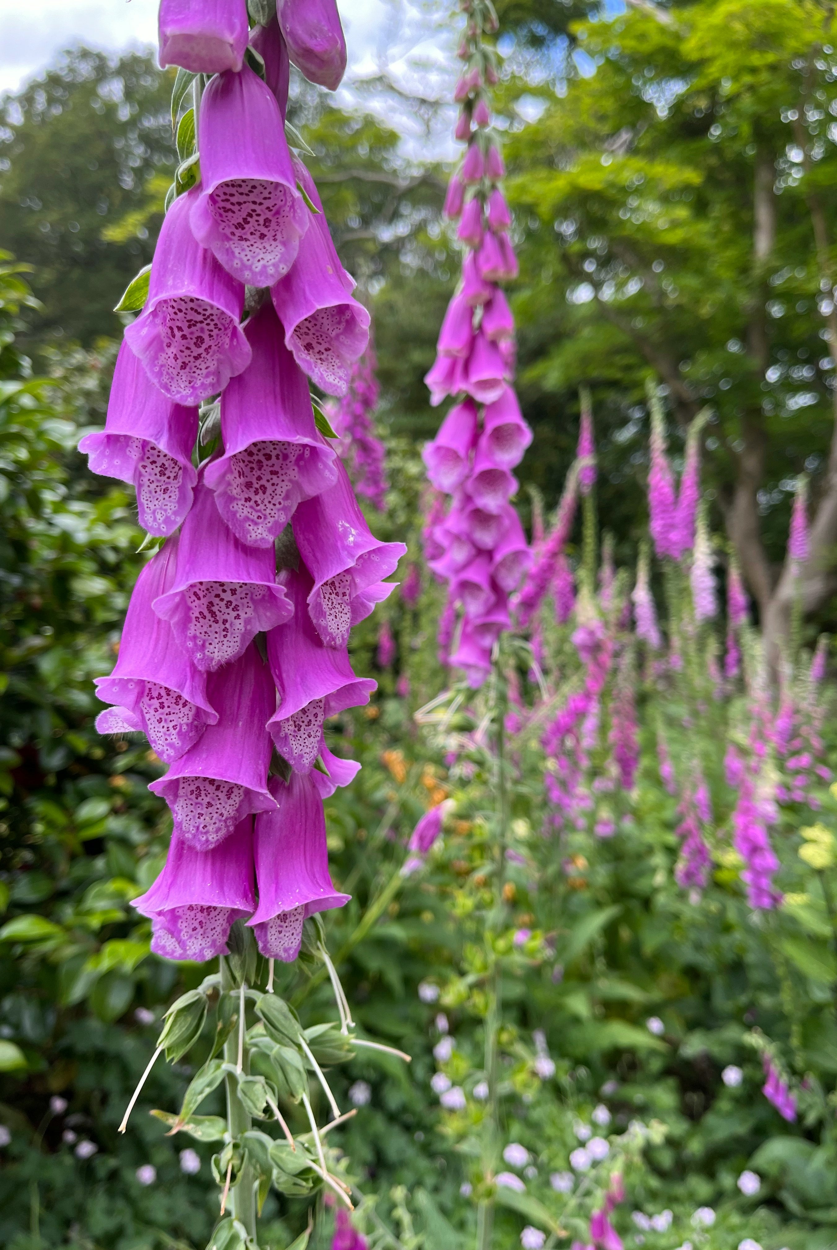 Growing Foxglove: A Guide on How to Plant Garden Showstoppers Without Losing Your Marbles!
