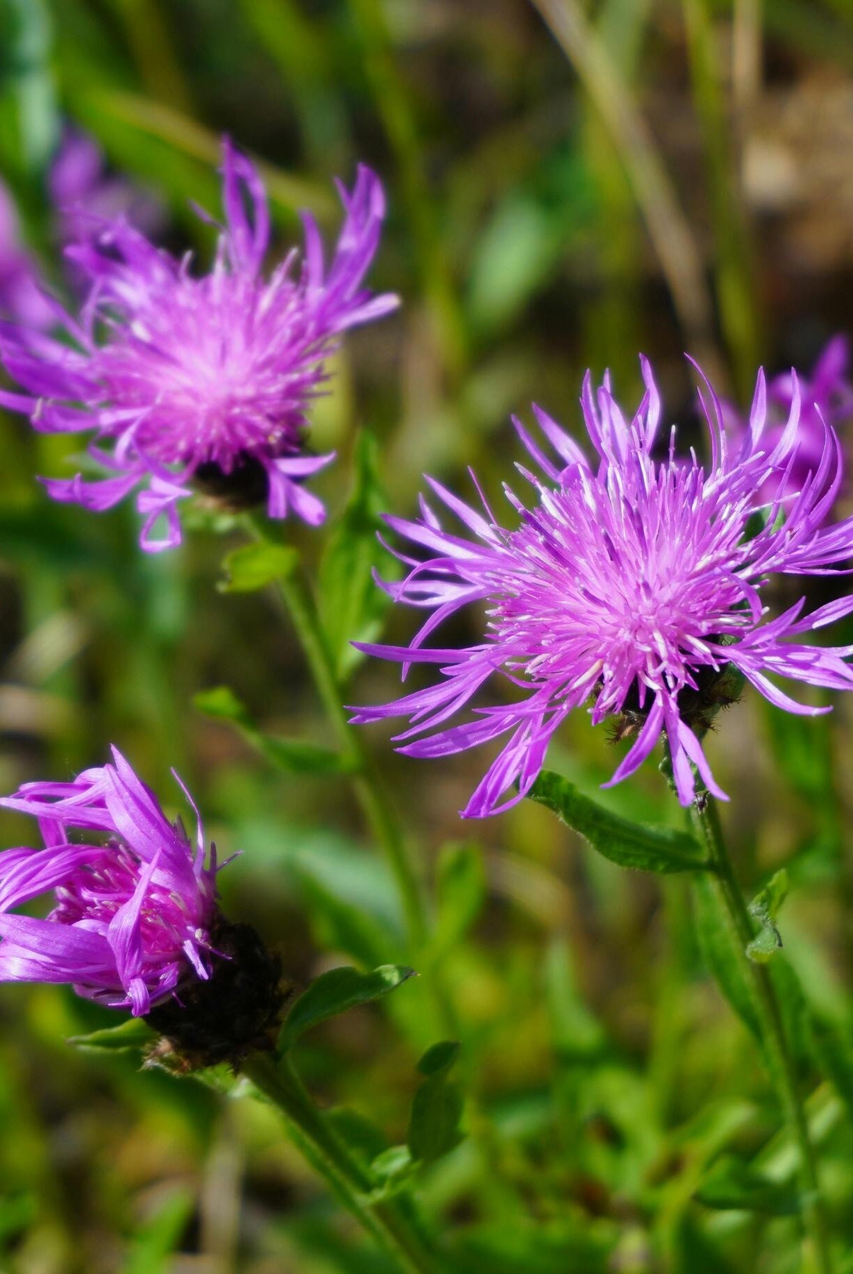 Planting Common Knapweed (Horse Knots): A Complete Guide to Growing This Vibrant Wildflower in Your Garden