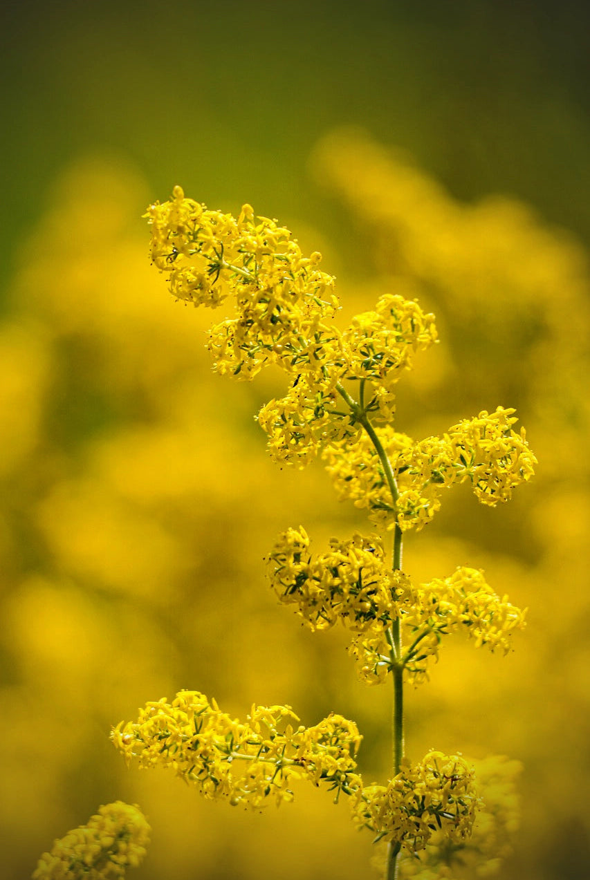 Growing Lady’s Bedstraw: A Guide to Cultivating This Delightful Wildflower