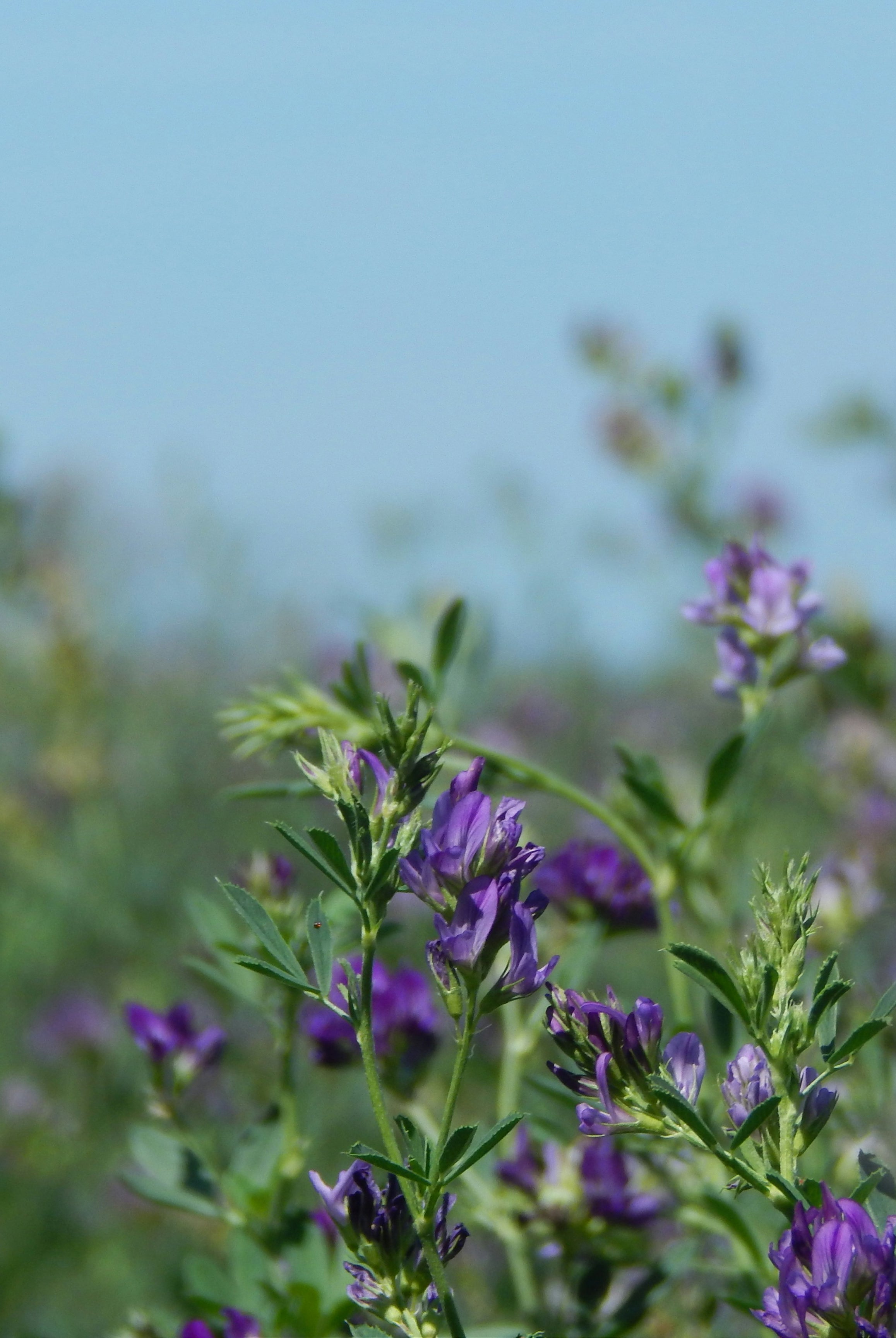 How to Successfully Plant Lucerne (Alfalfa)