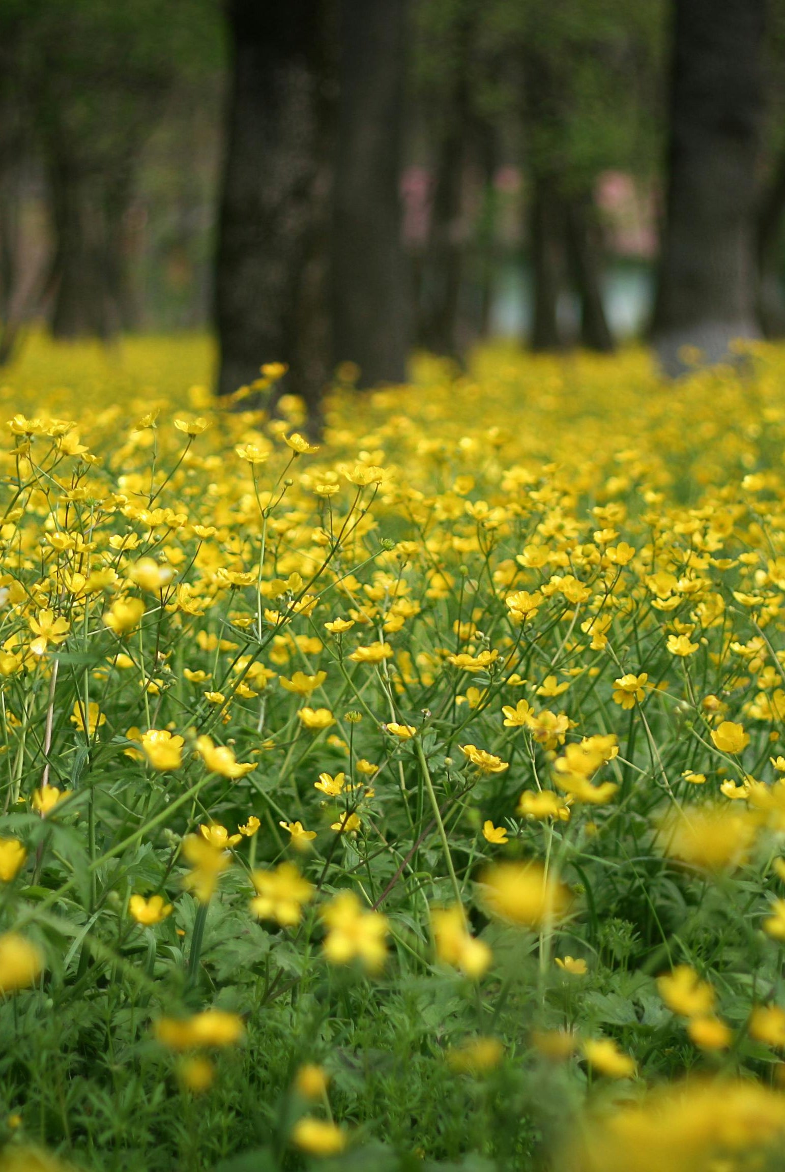 How to Grow and Care for Stunning Meadow Buttercup in Your Garden