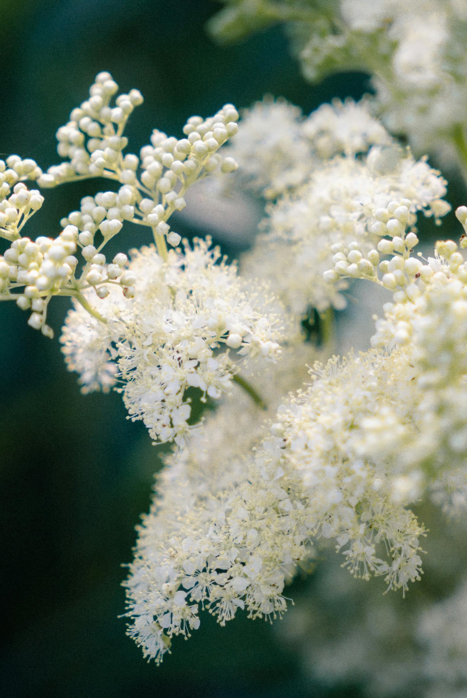 Blooming with Benefits: A Gardener’s Guide to Planting Meadowsweet