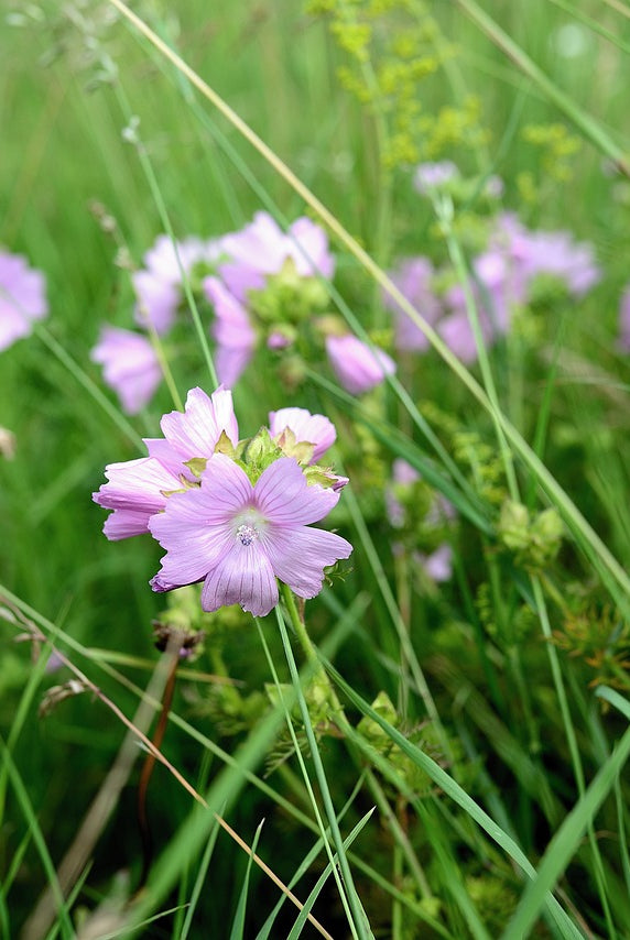 Growing Musk Mallow: A Detailed Guide to Planting and Care